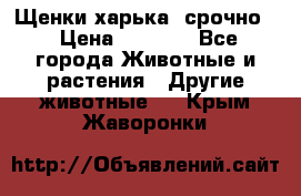 Щенки харька! срочно. › Цена ­ 5 000 - Все города Животные и растения » Другие животные   . Крым,Жаворонки